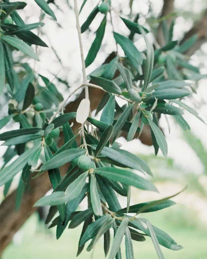 Sample image: soft green eucalyptus leaves